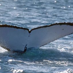Fluke of HNC160