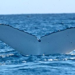 Fluke of GRAECCUS