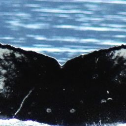Fluke of HW-MN0420166