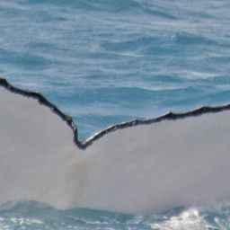 Fluke of PWF-SP_3698