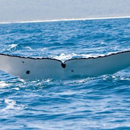 Fluke of PWF-SP_3622