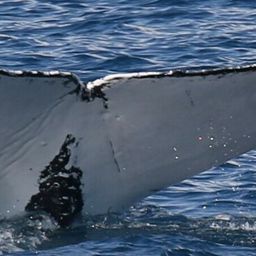 Fluke of PWF-SP_3663