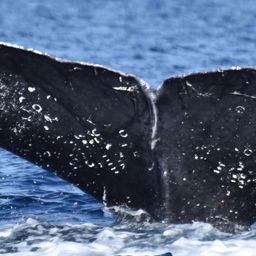 Fluke of CRC-10621