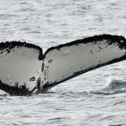 Fluke of PWF-SP_3885