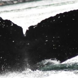 Fluke of Lopside