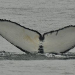Fluke of CRC-11679