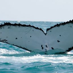 Fluke of PWF-SP_3866