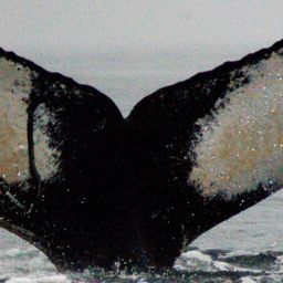 Fluke of Fishhook