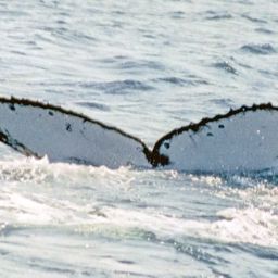 Fluke of PWF-SP_3748