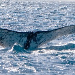 Fluke of PWF-SP_3999