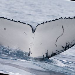 Fluke of HNC562
