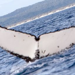 Fluke of PWF-SP_3900