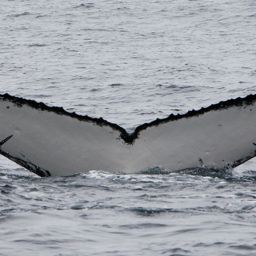Fluke of PWF-SP_4645