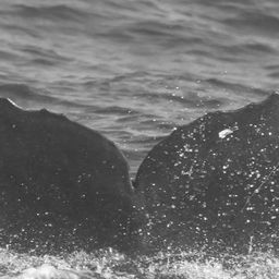 Fluke of CRC-15364