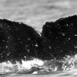 Fluke of Dakine