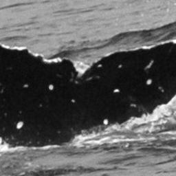 Fluke of Devon