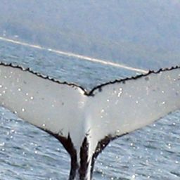 Fluke of PWF-SP_4625