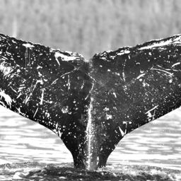 Fluke of Dolorosa