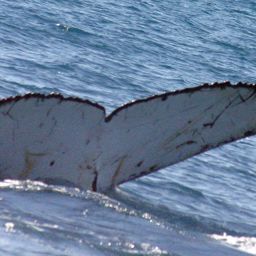 Fluke of HNC975
