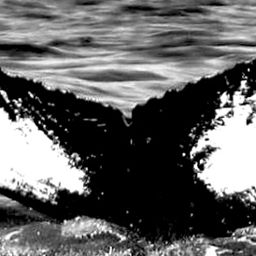 Fluke of Elephantus