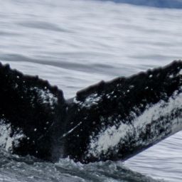 Fluke of HW-MN0200122