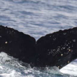 Fluke of CRC-19963