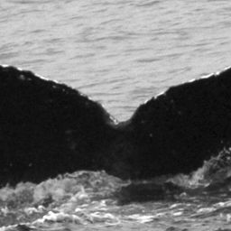 Fluke of Finger