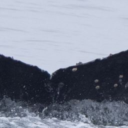 Fluke of 2020-2021 calf of CRC-15266