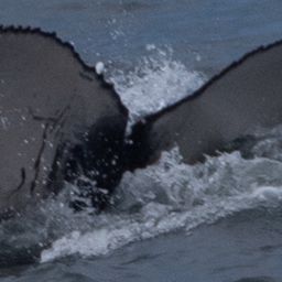 Fluke of 2020-2021 calf of CRC-15901