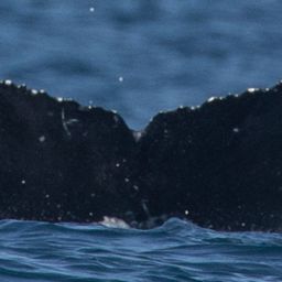 Fluke of CRC-19959