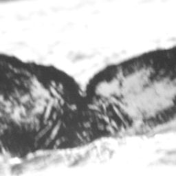 Fluke of Euphemia