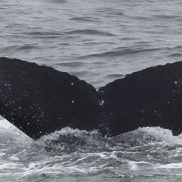 Fluke of 2020-2021 calf of Motitas