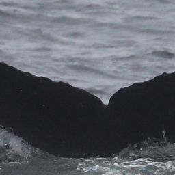Fluke of CRC-19955