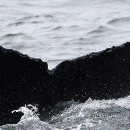 Fluke of CRC-19954