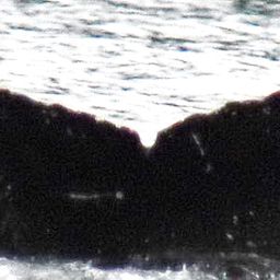 Fluke of Koala