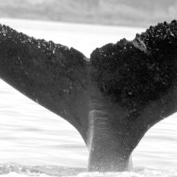 Fluke of FolkZoological