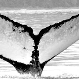 Fluke of Gambrinous