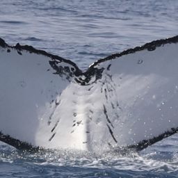 Fluke of PWF-SP_4052
