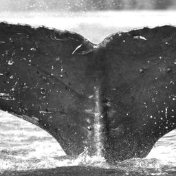 Fluke of Pelican