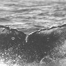 Fluke of CRC-15123
