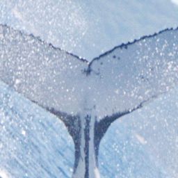 Fluke of PWF-SP_4076