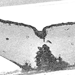 Fluke of Hinahina