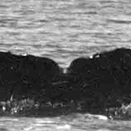 Fluke of Hinetitama