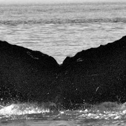 Fluke of Hitch