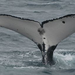 Fluke of PWF-SP_4231