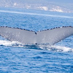 Fluke of PWF-SP_4244