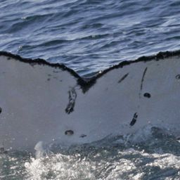 Fluke of PWF-SP_4138