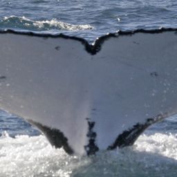 Fluke of PWF-SP_4289