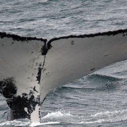 Fluke of PWF-SP_4281