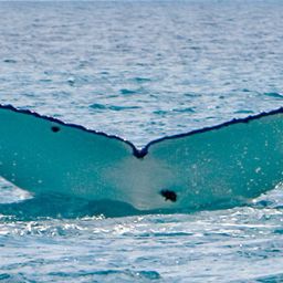 Fluke of PWF-SP_4292